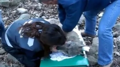 Istoria lui wolf navarre, care a ales viața